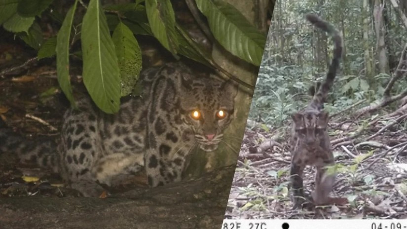 ლეოპარსი