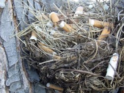 ჩიტის ბუდე ჩიტის ბუდე