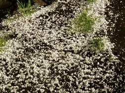 ძლიერი სეტყვა და ქარი ლაგოდეხში