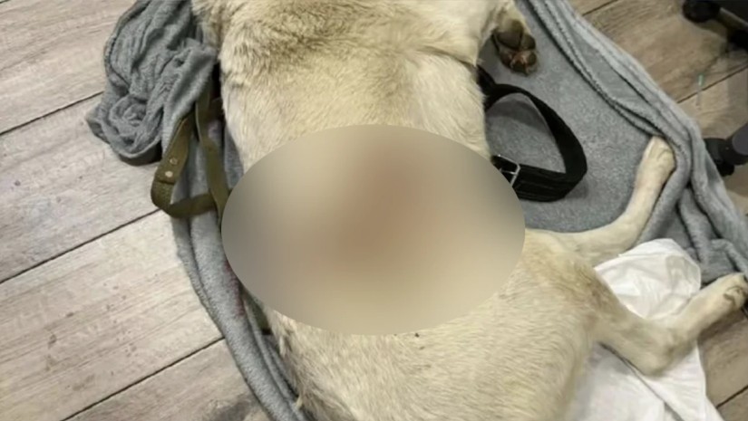 დაჭრილი ძაღლი