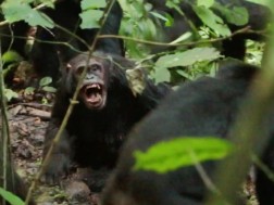 შიმპანზეების „სამოქალაქო ომი“ დააფიქსირეს