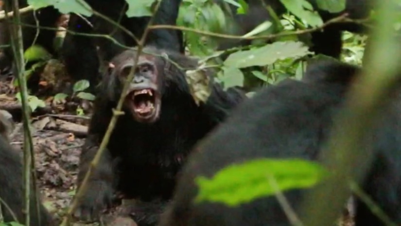 შიმპანზეების „სამოქალაქო ომი“ დააფიქსირეს