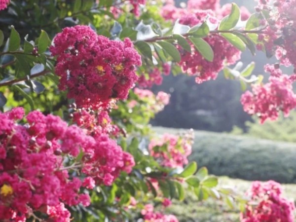 გაზაფხული