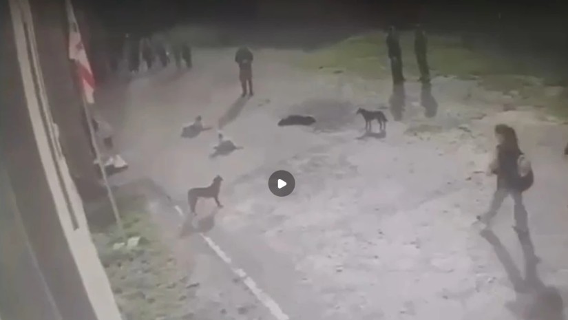 ძაღლები