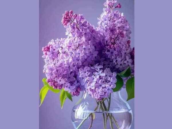 იასამანი