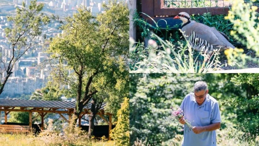 თბილისის ურბანული ტყე
