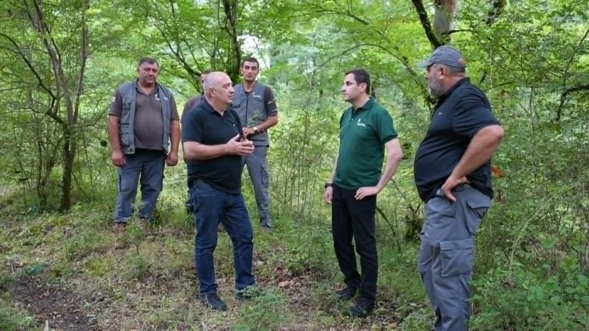 ტყის აღდგენა