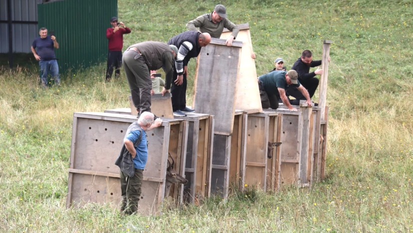 ირემი