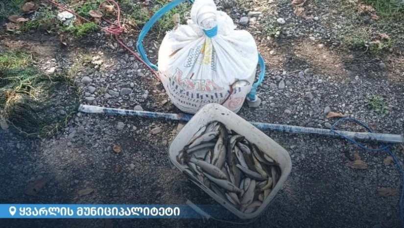 გარემოსდაცვითი ზედამხედველობის დეპარტამენტმა კახეთში ბრაკონიერობის ფაქტი გამოავლინა