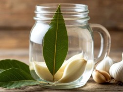 დაფნა